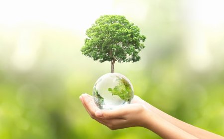 Plantar árvores: a tecnologia mais avançada para salvar a Terra